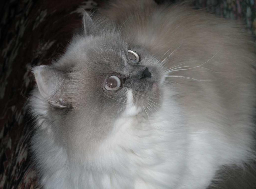 Подумаешь перепутала. Сиамская кошка фото пушистая с голубыми глазами. Ктооо!? Фото. Сколько стоит бирманская кошка котенок.
